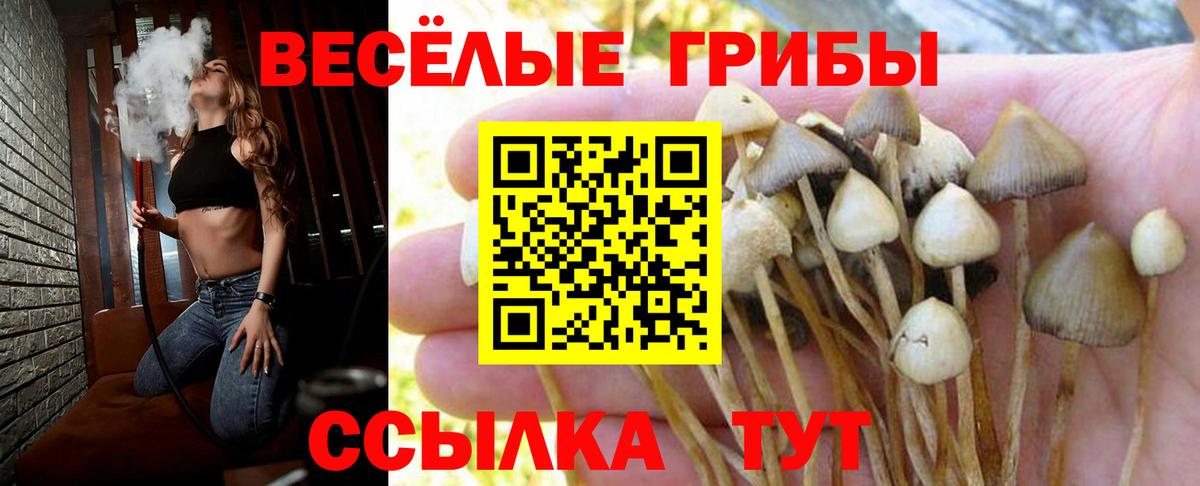 Азнакаево  Псилоцибиновые грибы MAGIC MUSHROOMS  Галлюциногенные грибы Psilocybine cubensis  Вход с VPN 